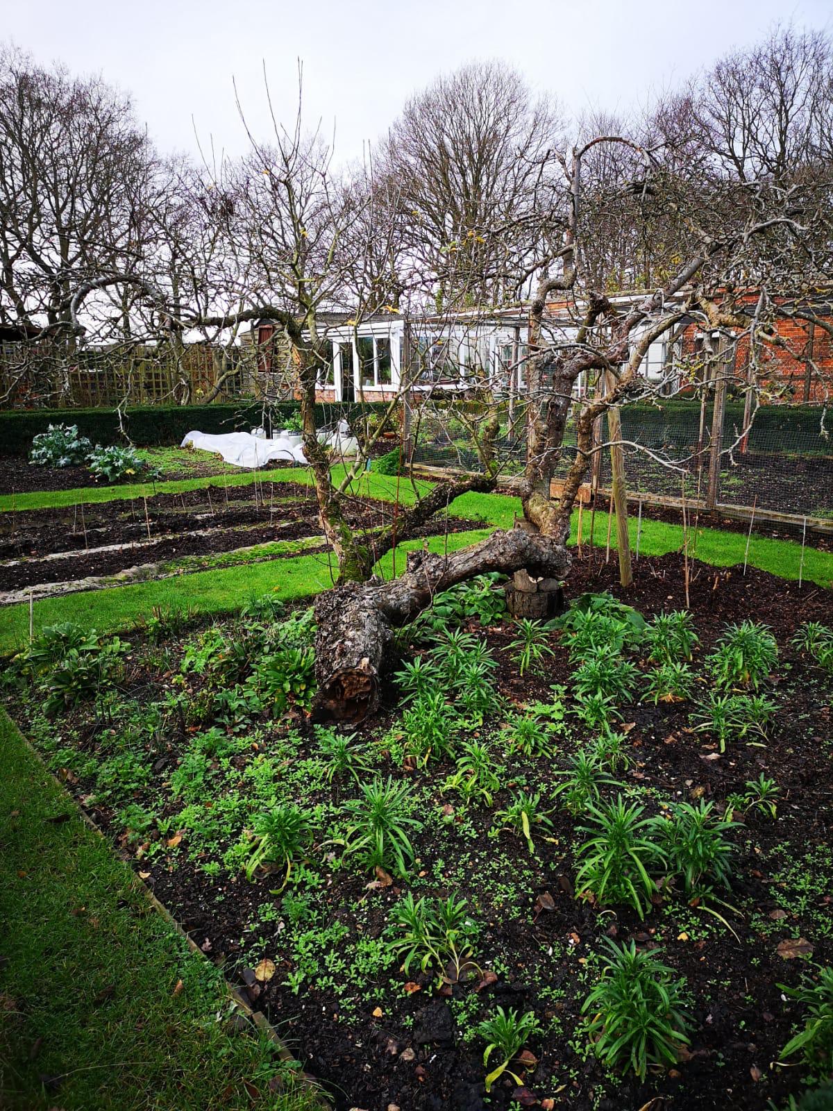 The remains of an Apple tree that fell down in the early 2000’s, it has rerooted itself and continues to produce fruit even though the main trunk has long gone! Pic taken at Christmas.