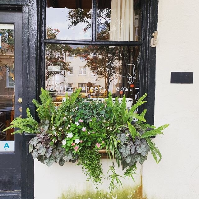 missing a couple of favorites this #windowboxwednesday . . . charleston and cheese from @goatsheepcow just five months until I&rsquo;m back home 🏡  #windowboxesofcharleston #historiccharleston #downtowncharleston #chstoday #chseats #chs #windowboxes