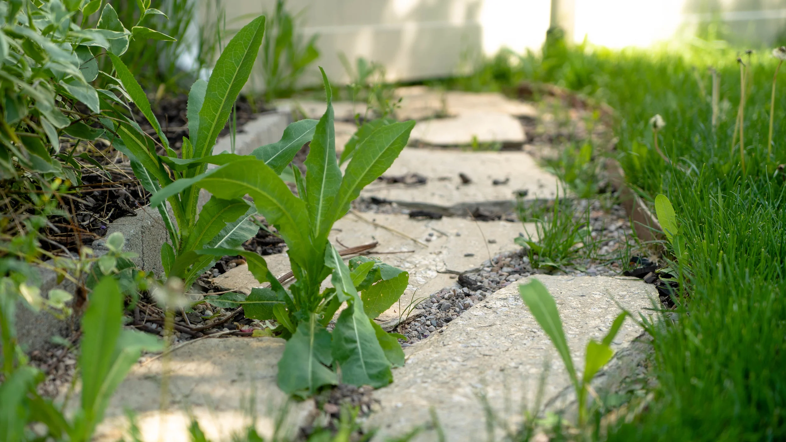 Tackle weeds early.