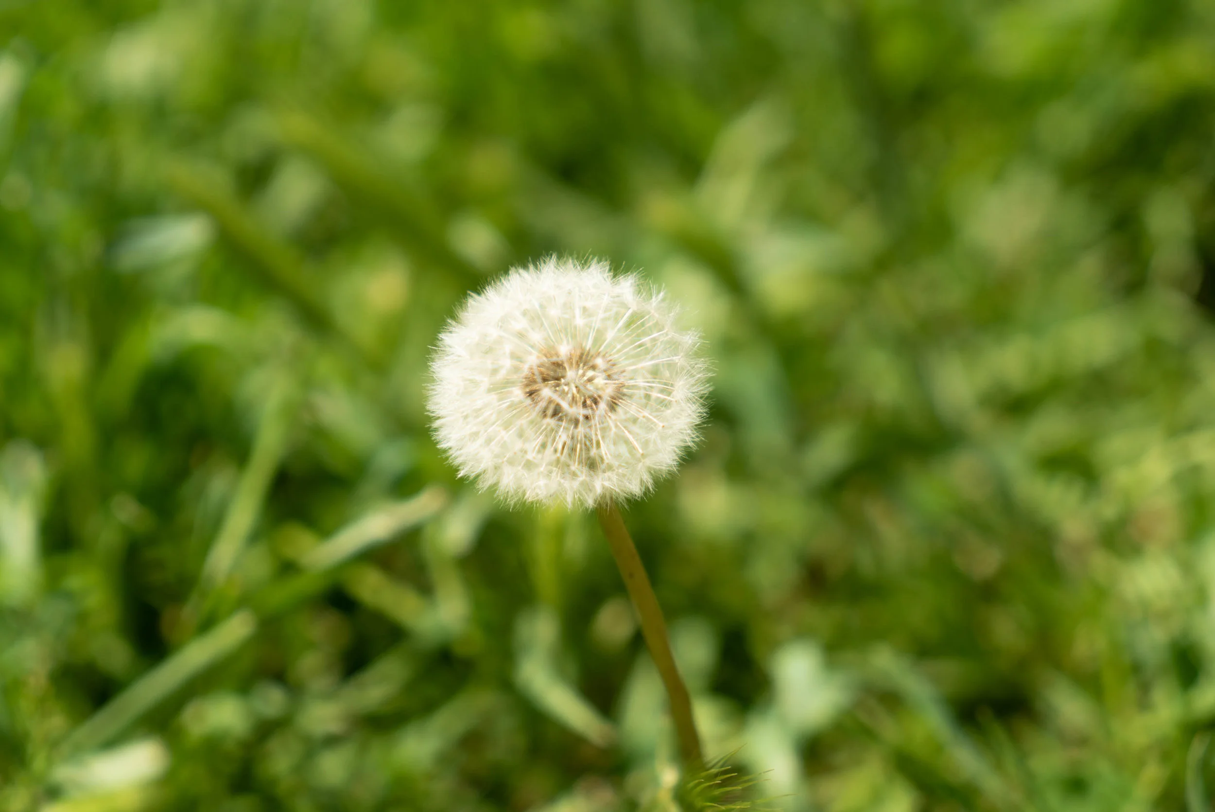 “Dandelions are thirsty…they require a lot of water…and will not hesitate to steal it from your lawn".”