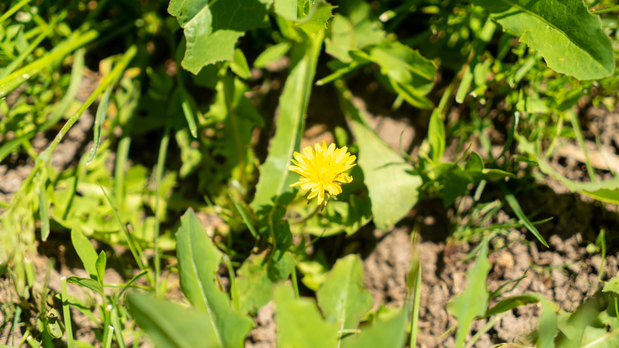 “Dandelions can be pretty to look at, a nice addition to a summer salad, and can be used to make a sweet wine.”