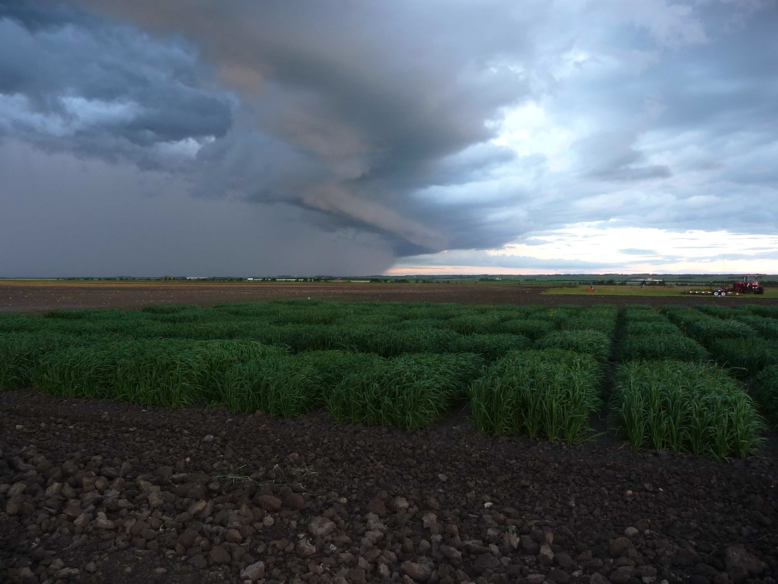 2014OA_stormy-oat-yield-plots-min.JPG