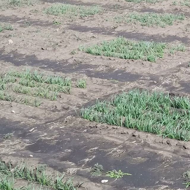 Notes on frost damage were taken. Some of our micro plot &quot;patches&quot; faired quite well.