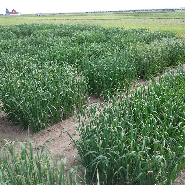 April 22 seeded cold tolerant oats began heading out last week. Early!