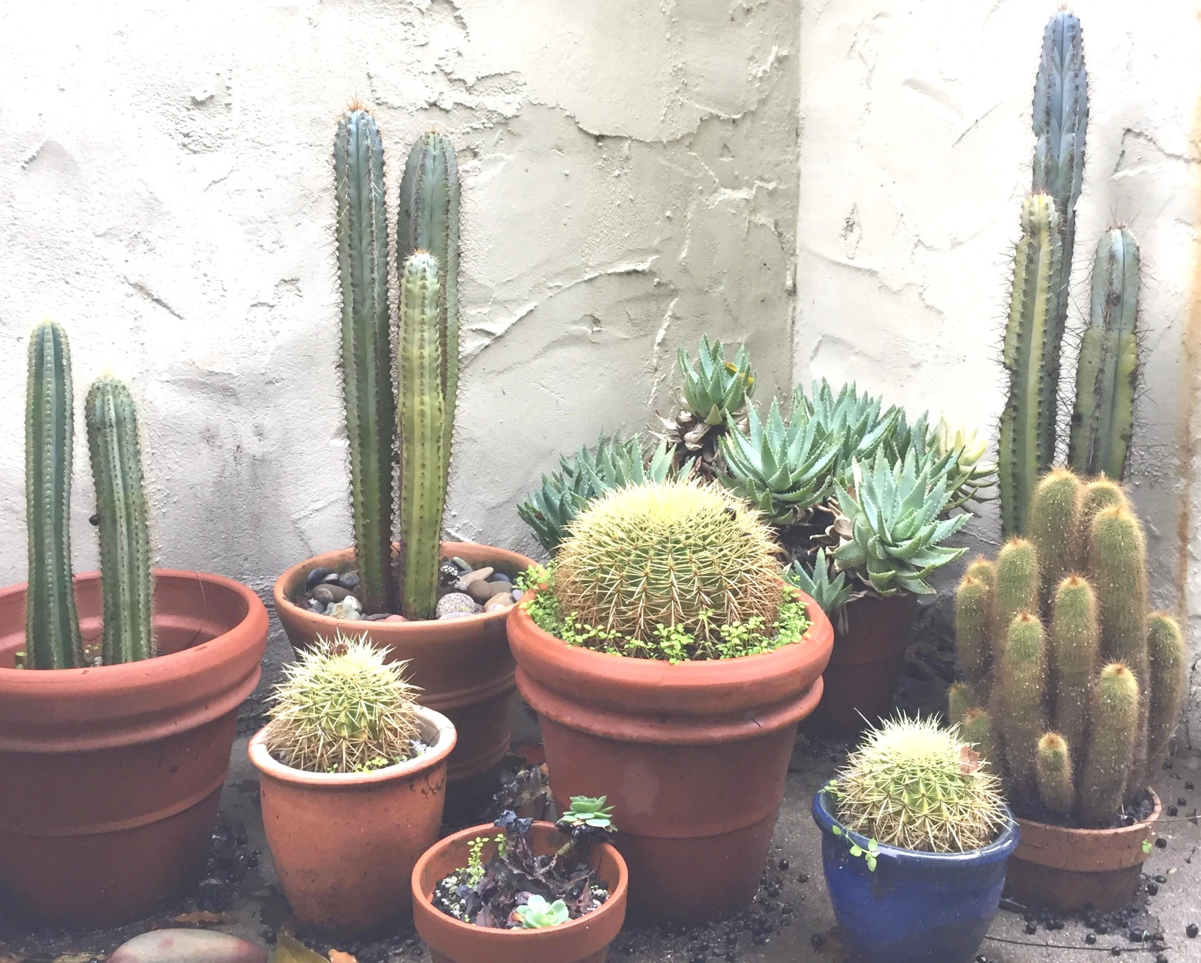 cactus.jpg