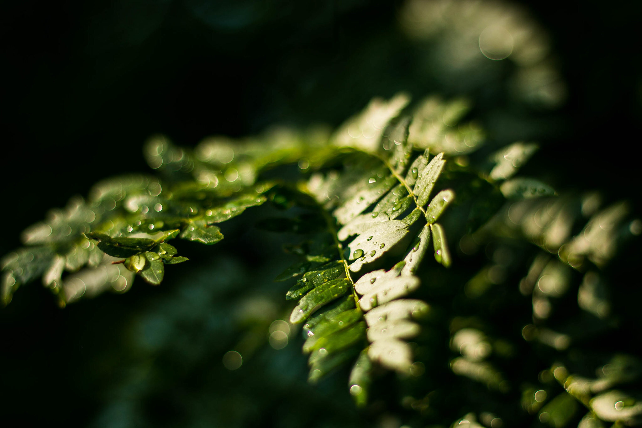 Canon EOS 70D leaf rain.jpg