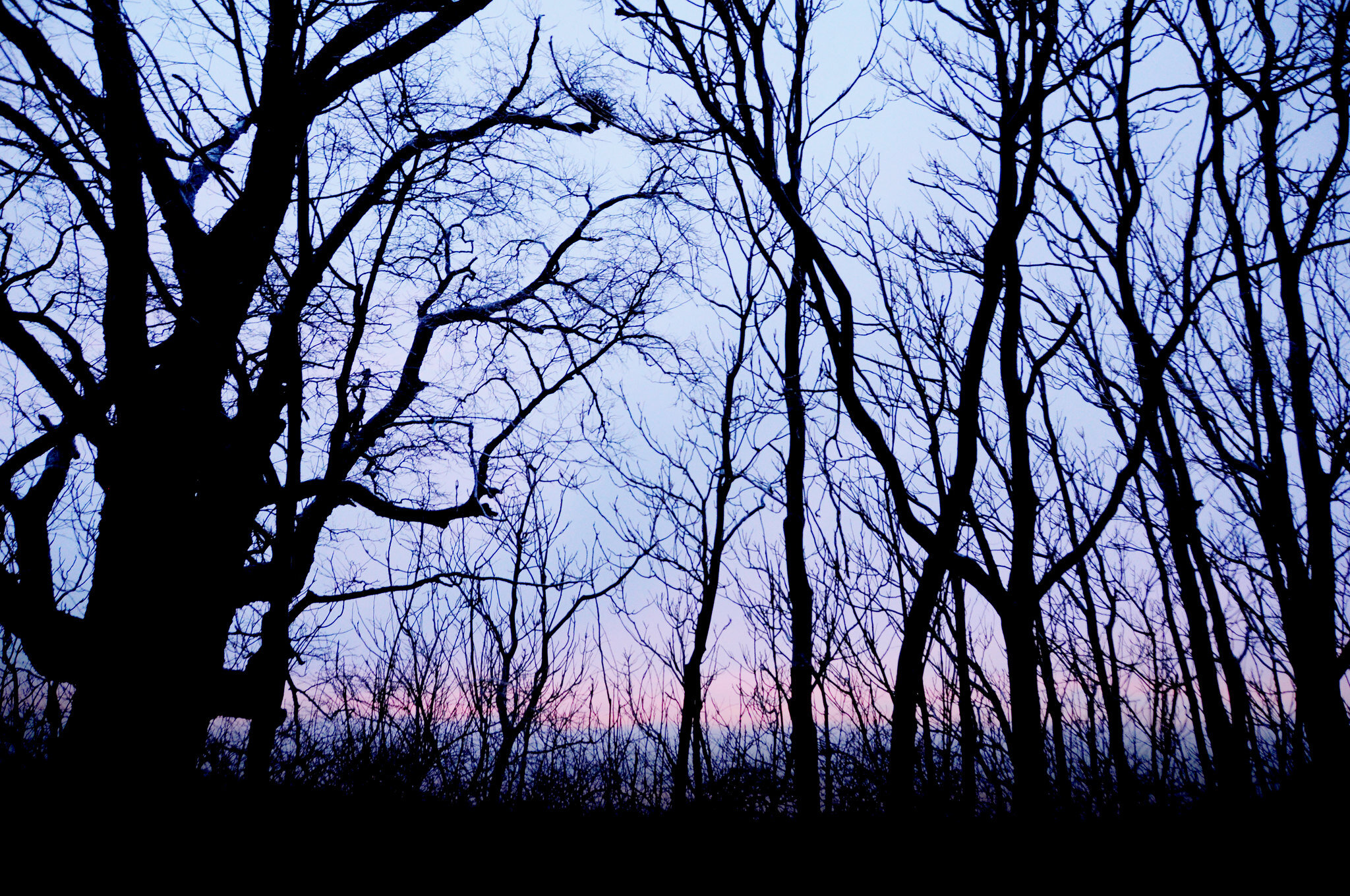 Winter Woods, Lexington KY