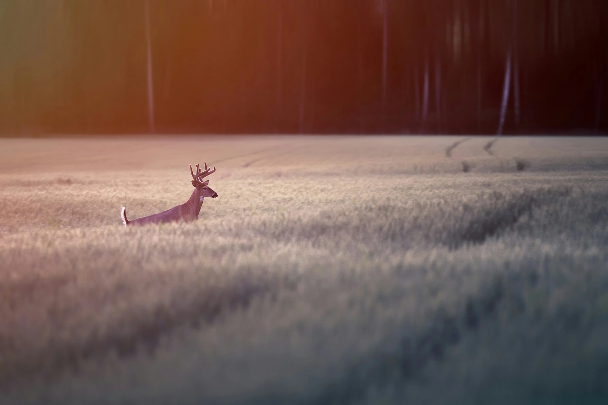 The Quiet Theology of “All Creatures Great and Small”