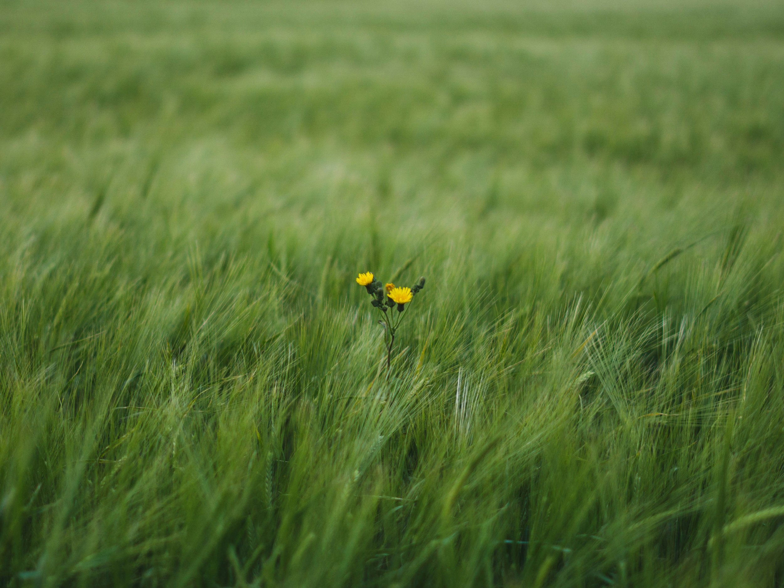Keep Picking the Weeds