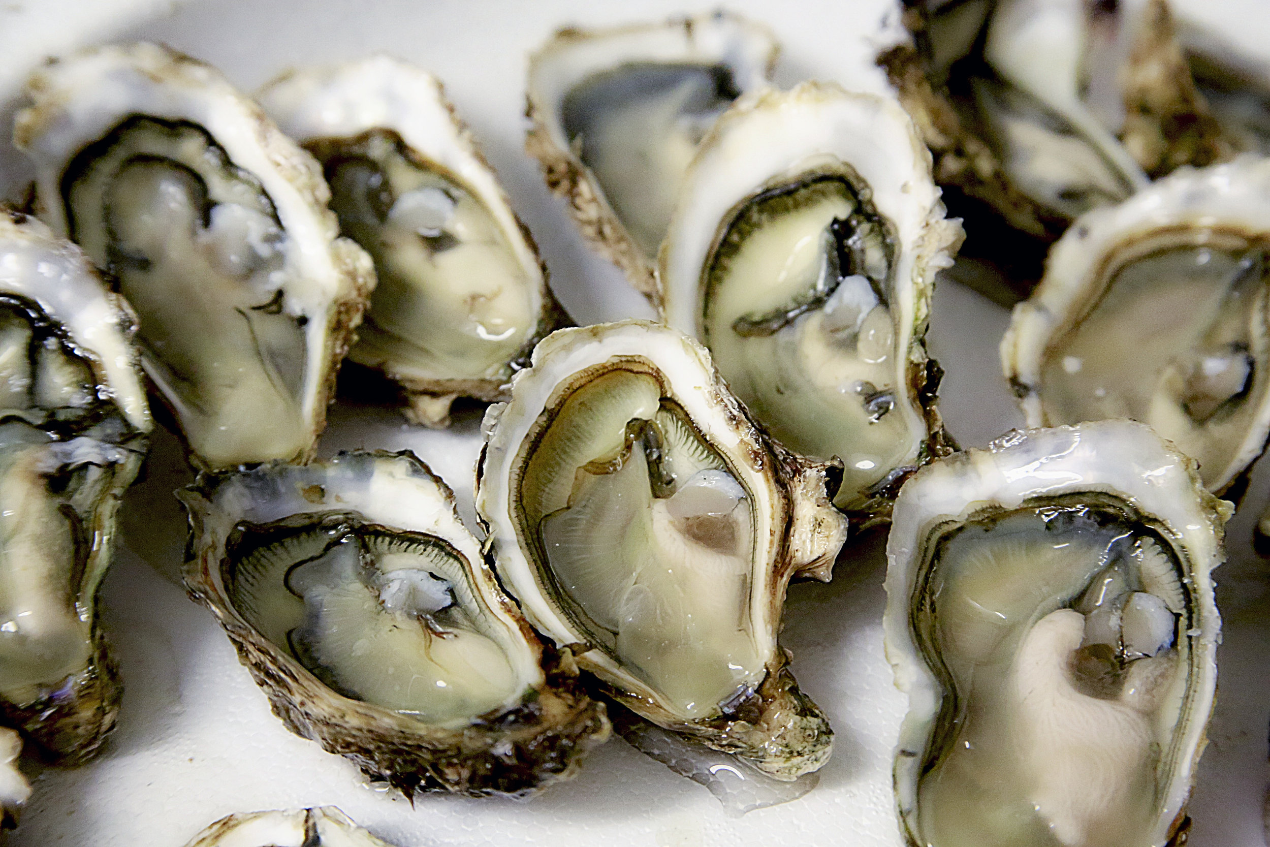 Canva - Oyster, Shell, Seafood, Crustaceans.jpg