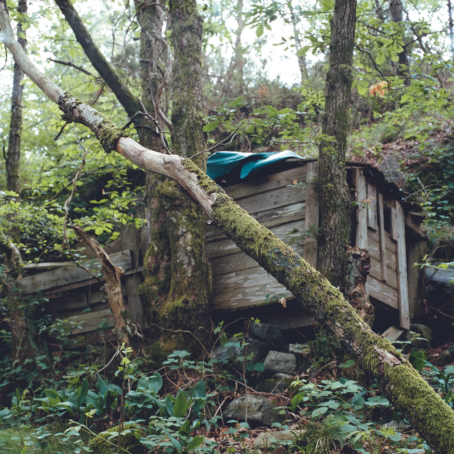 Moss on broken trees, 2011