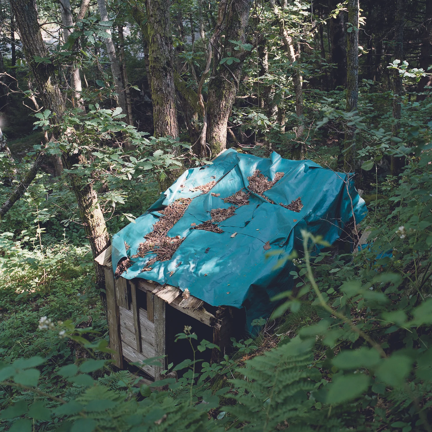 The twelve year old, 2009