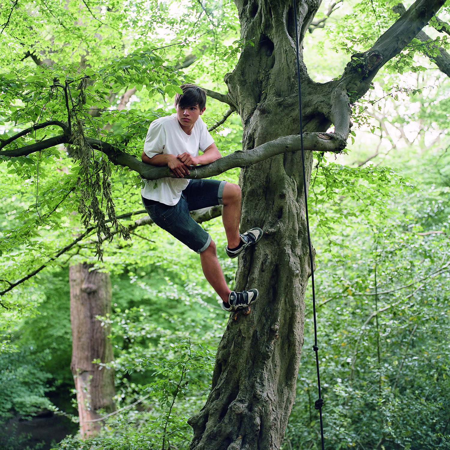 The tallest tree, 2010