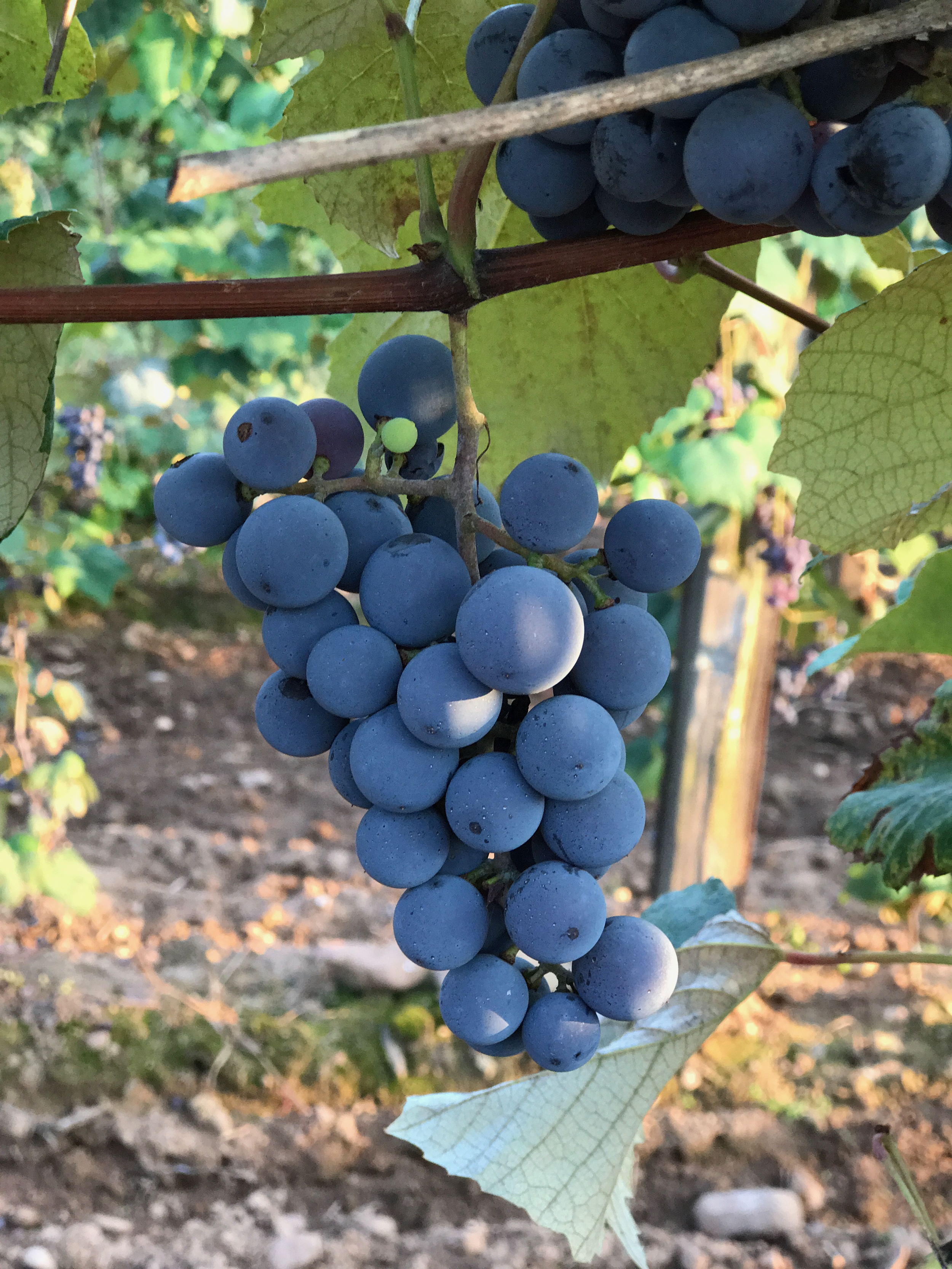 Concord grape