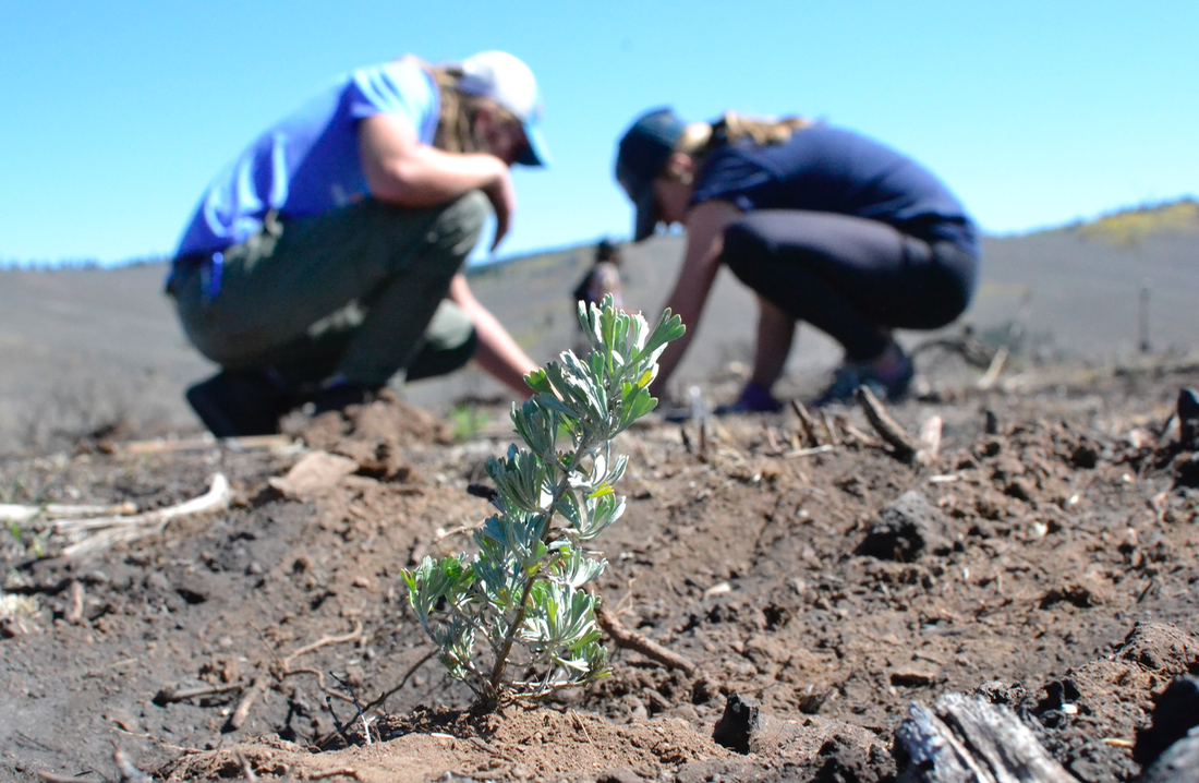 Western Colorado University students plant sagebrush seedlings as part of an effort to prevent cheatgrass from dominating the site of a recent wildfire. Photo by Sam Liebl.