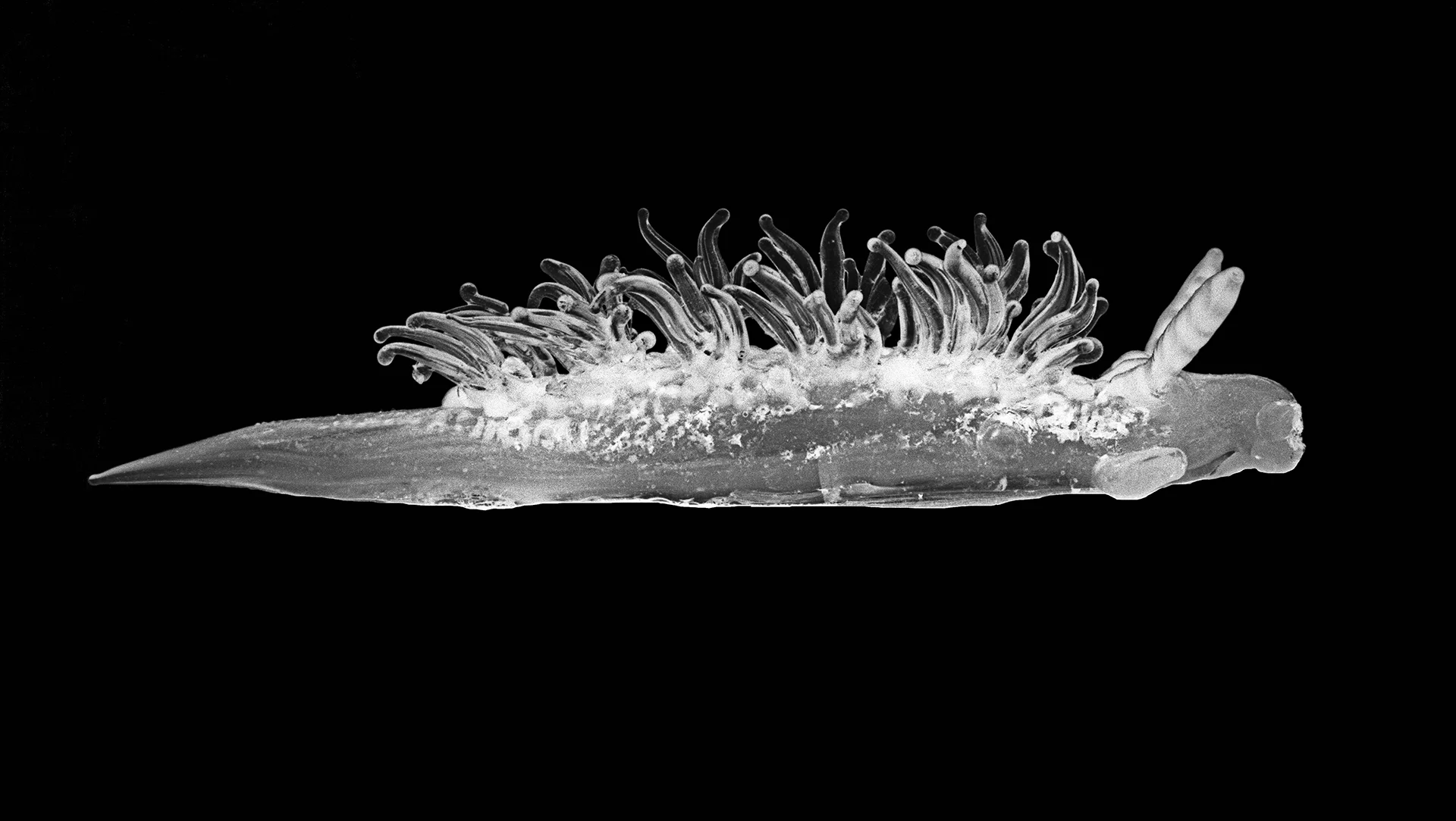 nudibranch_3.jpg