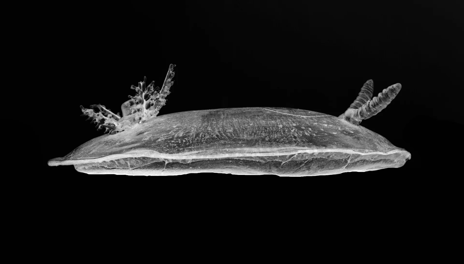 nudibranch_4.jpg