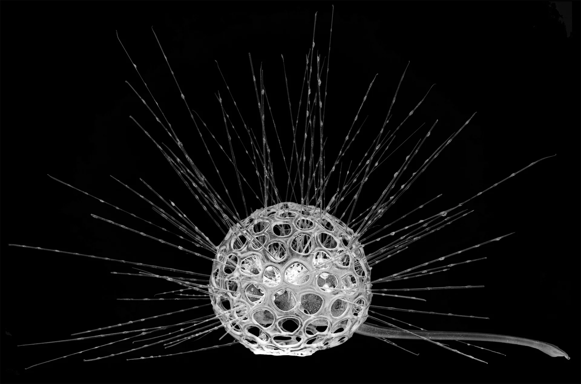 Radiolarian_1.jpg
