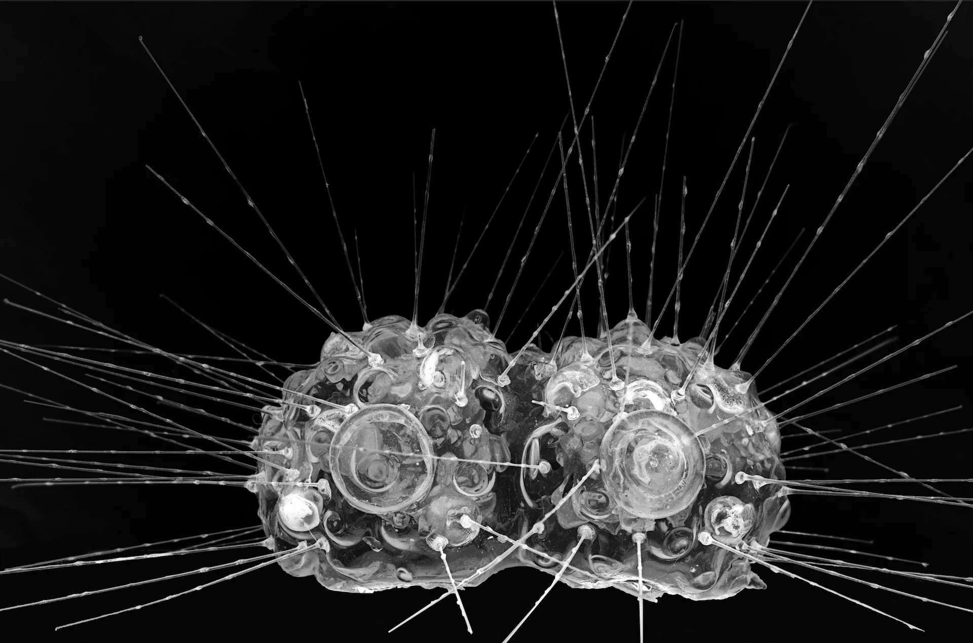 Radiolarian_2.jpg
