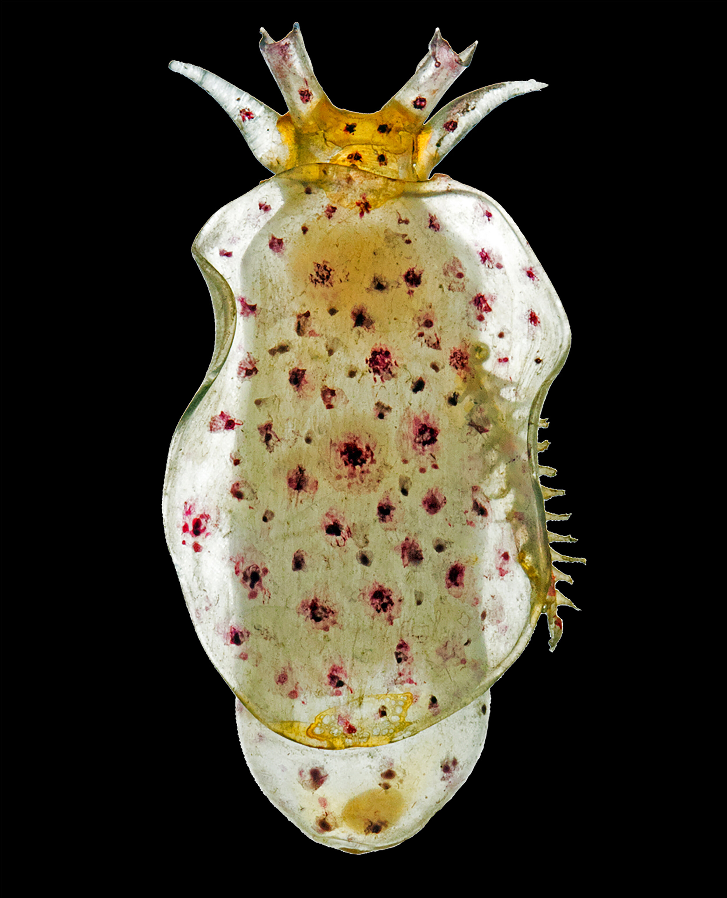  Mollusca : Gastropoda.  Pleurobranchus ovalis  (Pease 1868). [ Pleurobranchus ovalis - Nr. 497]. NMINH 188.6.854.1     