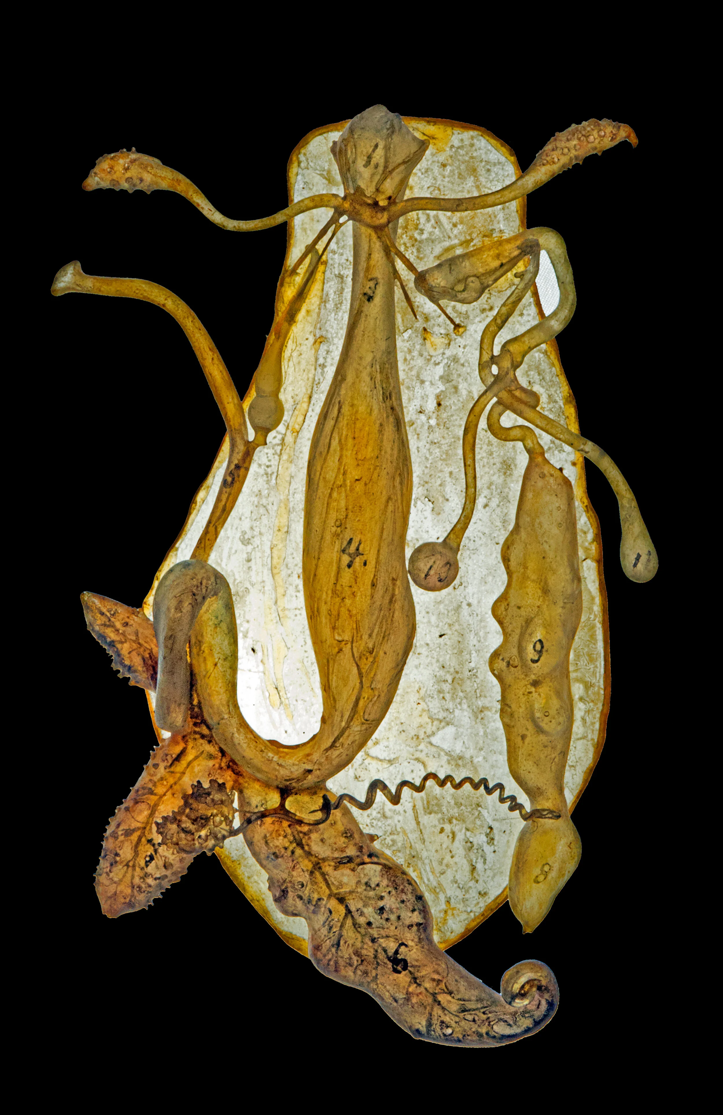  Mollusca : Gastropoda.  Succinea amphibia  (Menke 1844). [Succinea amphibia - Nr.540]. NMINH 1886.905.1 