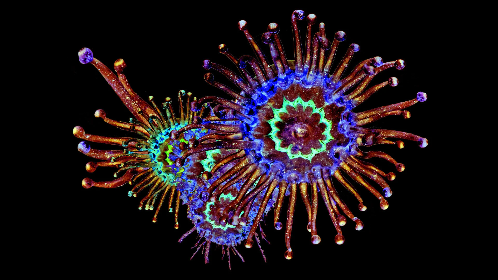Mutation_B_blueorange.jpg