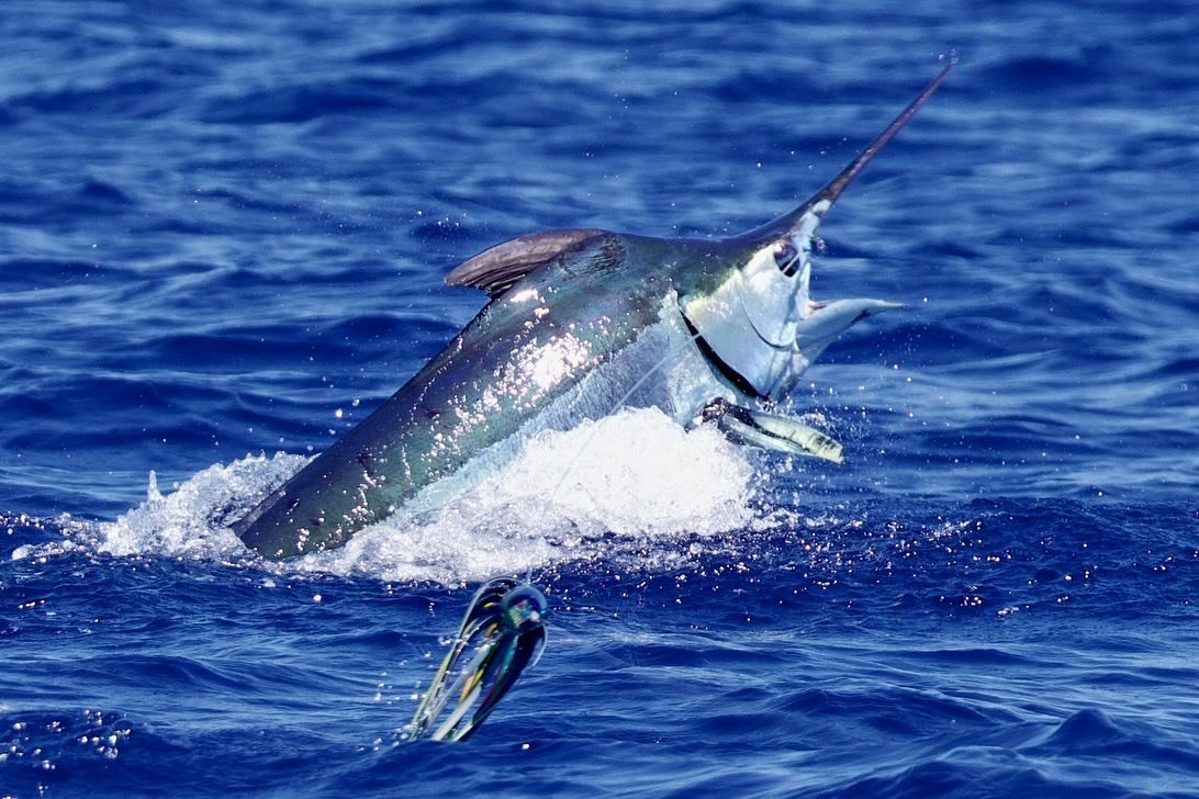 Fun blue for Grady today on Marlin Magic! Congrats team! Marlin Magic Super Dog lure with Fudo Kona Cut lure. 🤙
.
.
📸 @fishergal808 @peesherman808 
.
.
#marlinmagic #marlinmagiclures #pelagic #pelagicworldwide #fudo #fudohooks #fudofishing #superdo