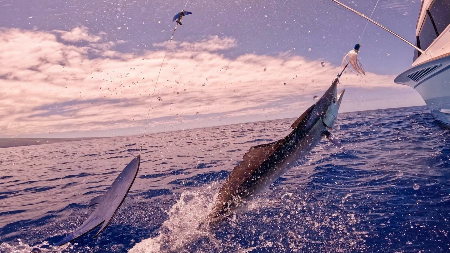 Great pic of one of yesterday&rsquo;s many! 
.
.
📸 @peesherman808 @mitchshielsmarlin 
.
.
#marlinmagic #marlinmagiclures #lurefishing #fishpicoftheday #spearfishing #pelagic #billfish #billfishing #fudofishing #fudohooks #beauty #beautifulday #openo