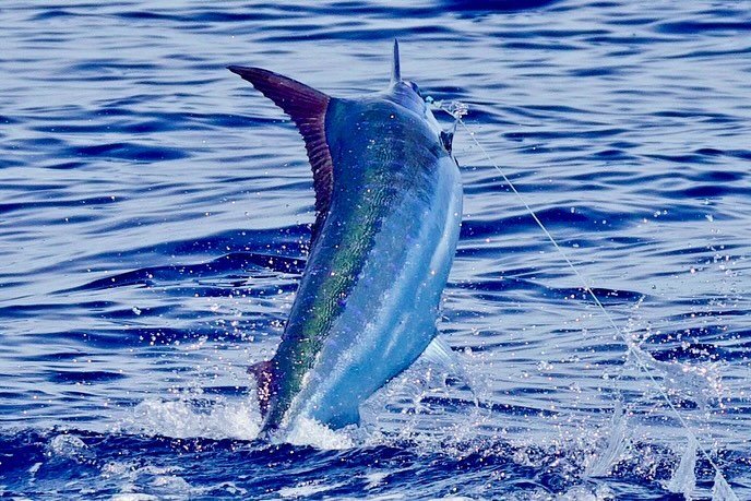 Beautifully colored blue marlin caught and released this morning by angler Grady. The Marlin Magic Jumbo Tear Drop AP lure and Fudo Ultra Ocean hook combo is on 🔥 
.
.
📸 @fishergal808 
.
.
#marlinmagic #marlinmagiclures #lurefishing #fudo #fudofish