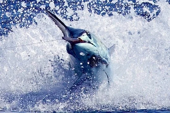 Great day for Alex with 3 blues! Happy clients! Congrats everyone! Marlin Magic Teardrop AP, MM Ruckus with Fudo Sta-Stuk hook, and MM Da Hammer with Fudo Ultra Ocean hook. 
.
.
📸 @fishergal808 
.
.
#marlinmagic #marlinmagiclures #ruckus #teardrop #