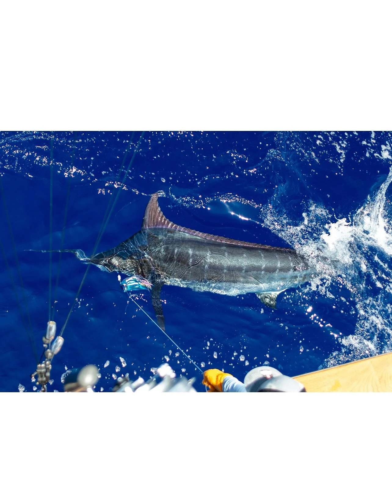 Nice blue marlin for angler Taylor! Congrats! 🤙 Marlin Magic Ruckus lure with Fudo Sta-Stuk hook.
.
.
📸 @camdenarrand 
.
.
#marlinmagic #marlinmagiclures #ruckus #lurefishing #fudo #fudofishing #fudohooks #stastuk #stastukhooks #blue #marlin #marli