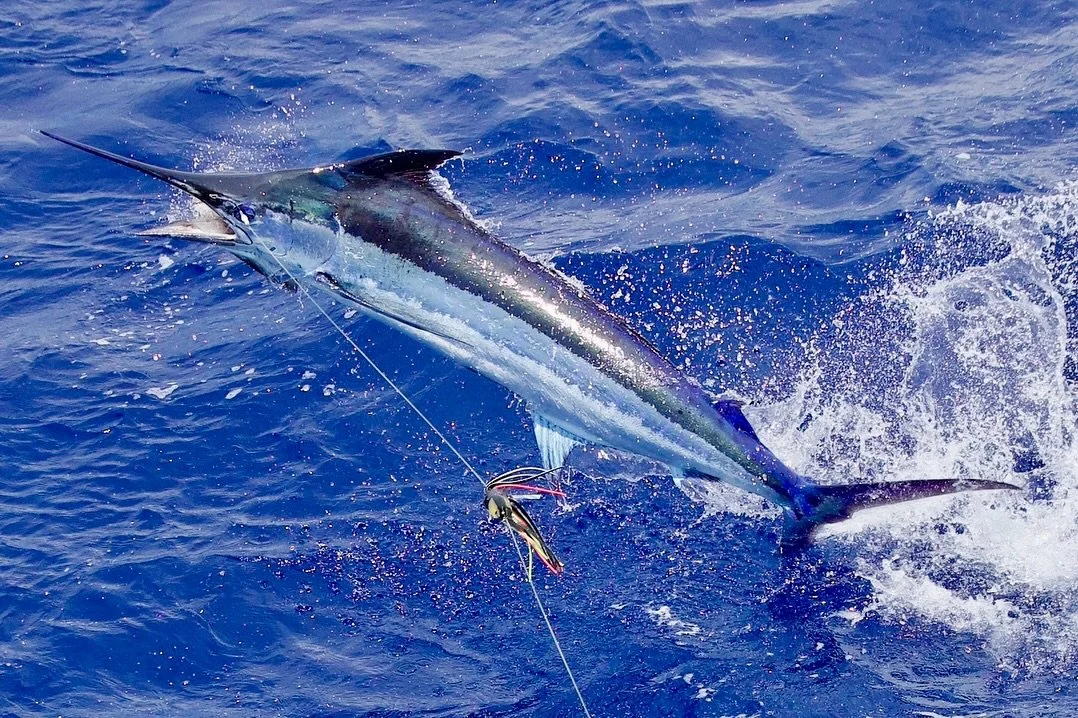 2 blues for Joel yesterday-congrats! 😎🤙 Marlin Magic Smokey Joe and Ruckus lures both with Fudo Kona Cut hook.
.
.
#marlinmagic #marlinmagiclures #smokeyjoe #ruckus #lurefishing #konafishing #pelagic #fudo #fudofishing #fudohooks #konacut #blue #ma