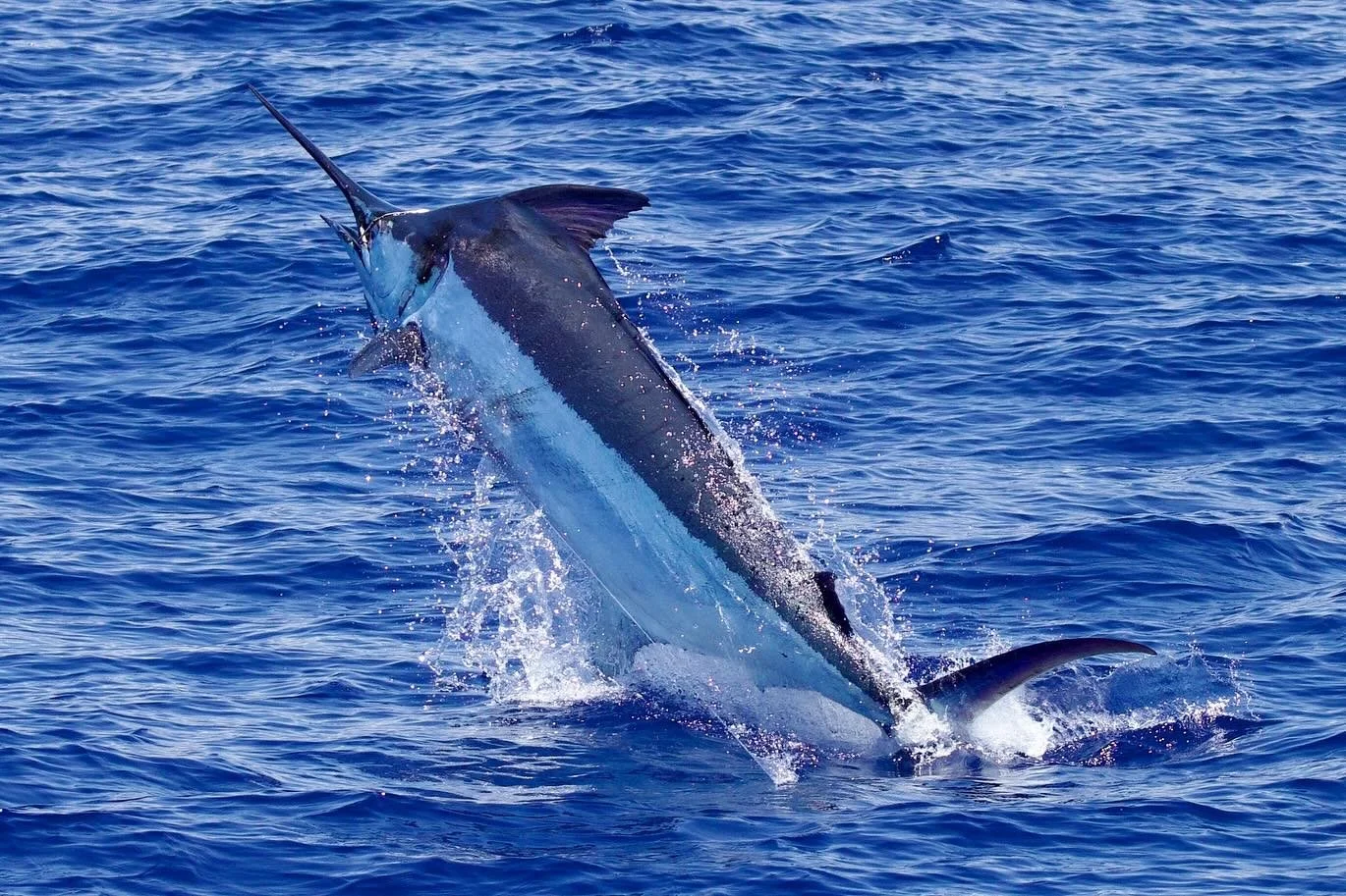 Another beautiful blue for Joel - congrats!! 💪😎 Marlin Magic Jumbo Jetted Teardrop AP lure with a Fudo Ultra Ocean hook. 
.
.
📸 @fishergal808 💯
.
.
#marlinmagic #marlinmagiclures #jumbo #jetted #teardrop #lure #fudo #fudofishing #fudohooks #pelag