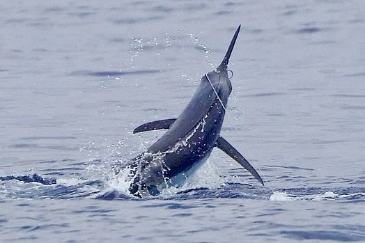 LeahAnn got her first blue today-congrats!! Marlin Magic Super Dog Scoop lure with Fudo Kona Cut hook. 
.
.
📸 @fishergal808 
.
.
#marlinmagic #marlinmagiclures #superdog #scoop #fudo #fudofishing #konacut #pelagic #blue #firstblue #bluemarlin #marli
