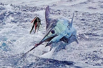 Another blue for Joel! Congrats! Marlin Magic Smokey Joe lure paired with Fudo Kona Cut hook.
.
.
📸 @fishergal808 
.
.
#marlinmagic #marlinmagiclures #lurefishing #smokeyjoe #fudo #fudofishing #fudohooks #konacut #marlin #bluemarlin #pelagic #marlin