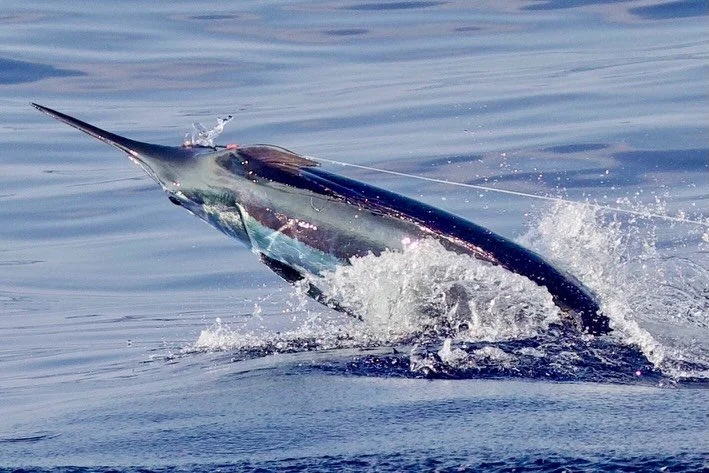 Congrats to Brian on yesterday&rsquo;s blue! Marlin Magic Big Blue lure with Fudo Kona Cut hook.
.
.
📸 @fishergal808 
.
.
#marlinmagic #marlinmagiclures #fudofishing #bigblue #sportfishing