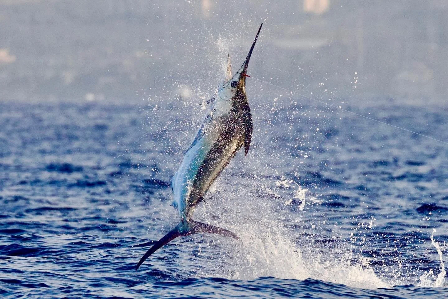 4️⃣ FIRST BLUES! Congrats to Susan, Larry, Jim and David - well done! Marlin Magic Big Blue lure was a workhorse today&hellip;paired with Fudo hooks.
.
.
📸 @fishergal808 
.
.
#marlinmagic #fudofishing #womenwhofish #sportfishing #fishingwithfriends