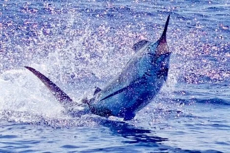 Dinner and a show for Don and his Valentine! 😍🤙
.
.
📸 @fishergal808 
.
.
#marlinmagic #marlinfishing #sportfishing #ahi #dinnerandashow