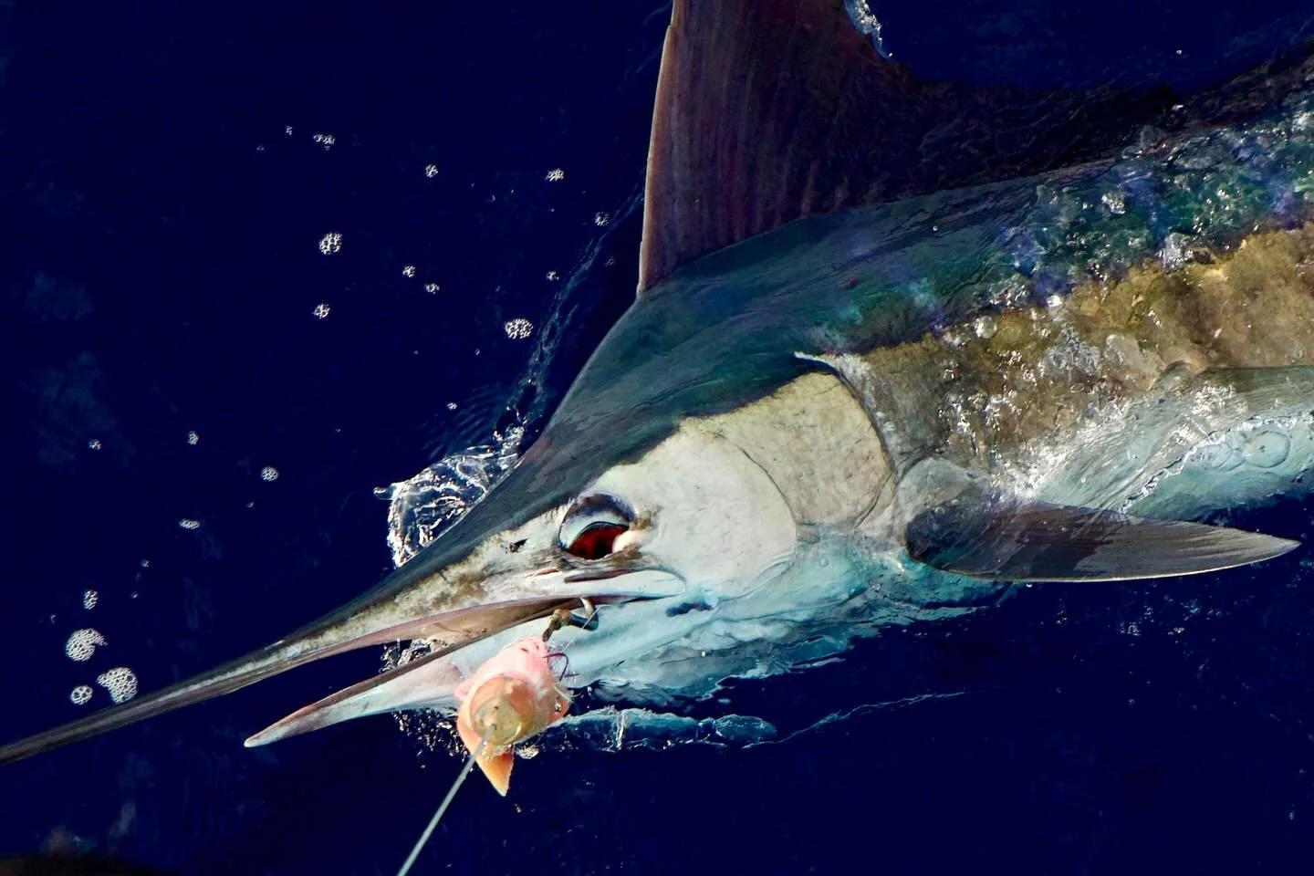 A stripey for Dave-congrats!! Marlin Magic Jumbo Jetted Teardrop AP lure and Fudo hook.
.
.
📸 @fishergal808 
.
.
#marlinmagic #sportfishing #hawaiivacation #stripey #letsgofishing