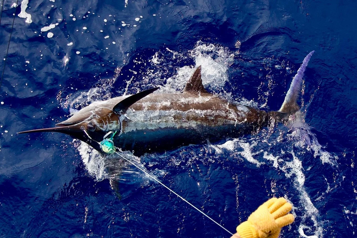 Another great day for Grady with two blue marlin and a spearfish! Marlin Magic Superdog Scoop lure and Fudo hook on both blues; MM Big Blue for the spearfish.
.
.
📸 @fishergal808 
.
.
#marlinmagic #superdog #marlinfishing #konafishing #pelagic