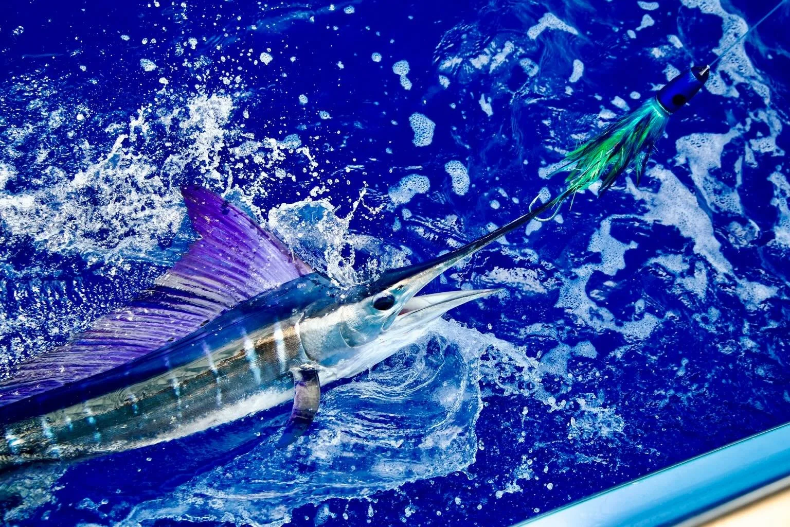 Two stripes and a spearfish for Davis-congrats! Marlin Magic Big Blue, Teardrop AP and Superdog Scoop lures with Fudo hooks got it done!
.
.📸 @fishergal808 
.
.
#marlinmagic #marlinmagiclures #stripey #fudohooks #pelagic