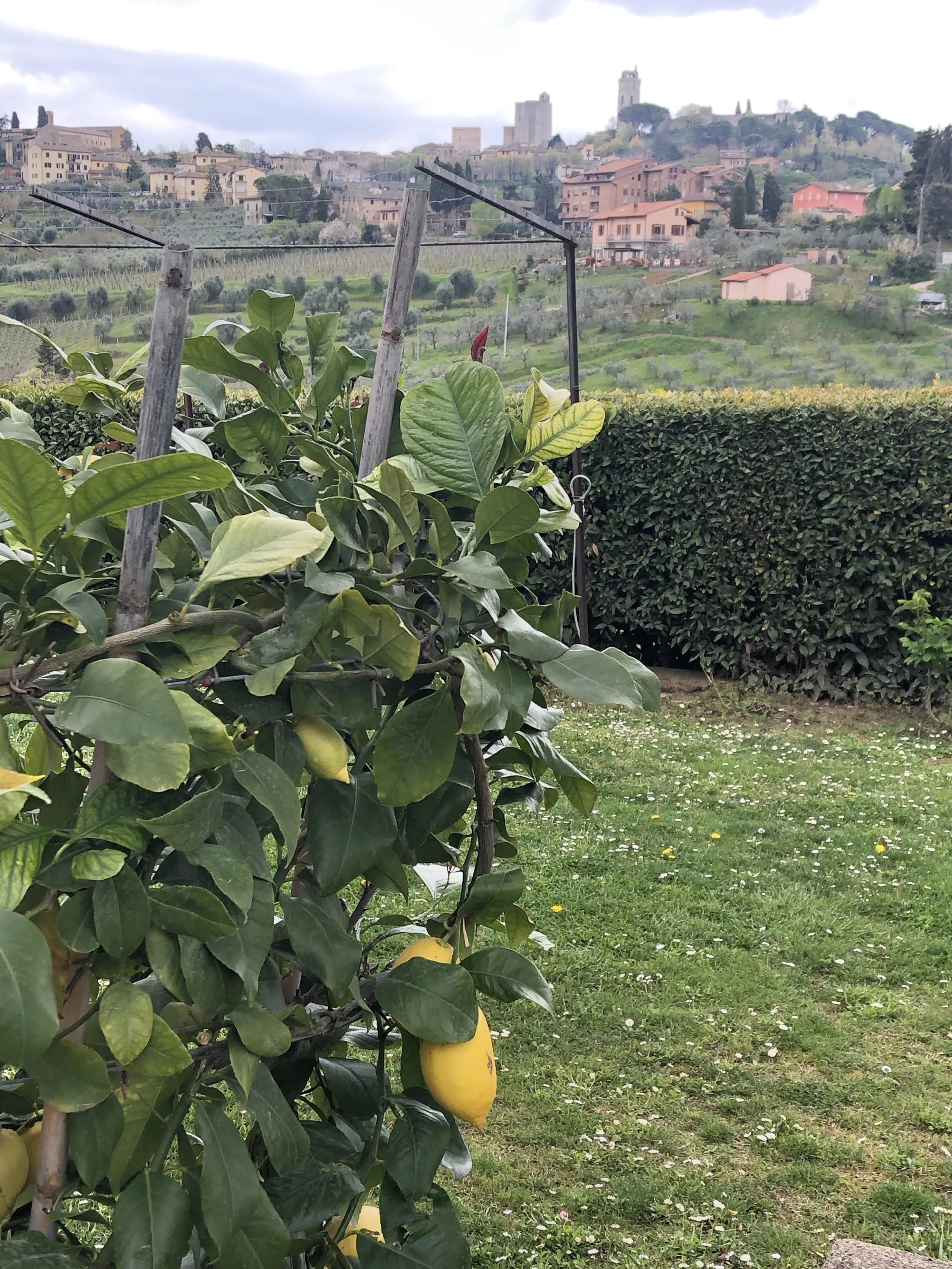 Lemons-in-Tuscany.jpg