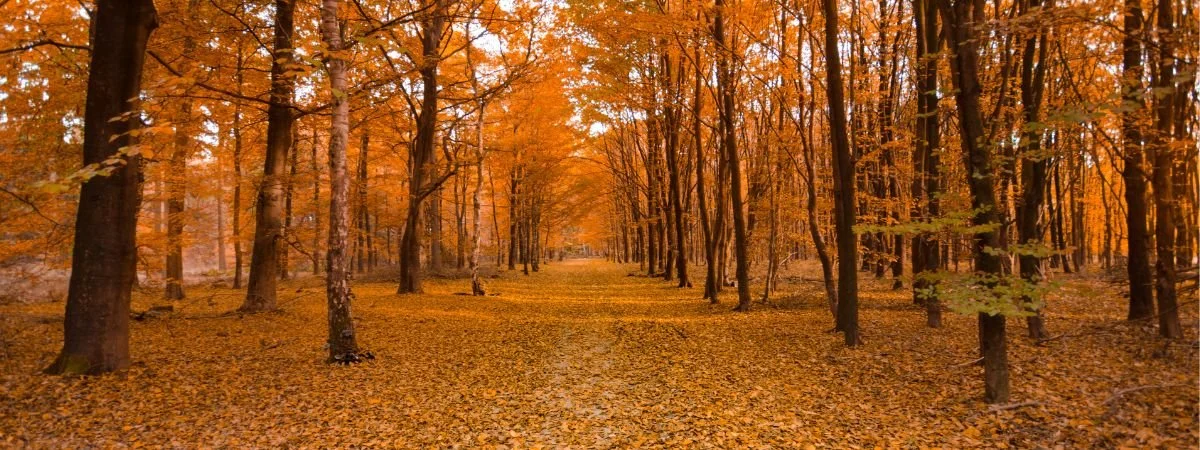 Fall Colors for Design: How to Use Fall Colors in Your Designs