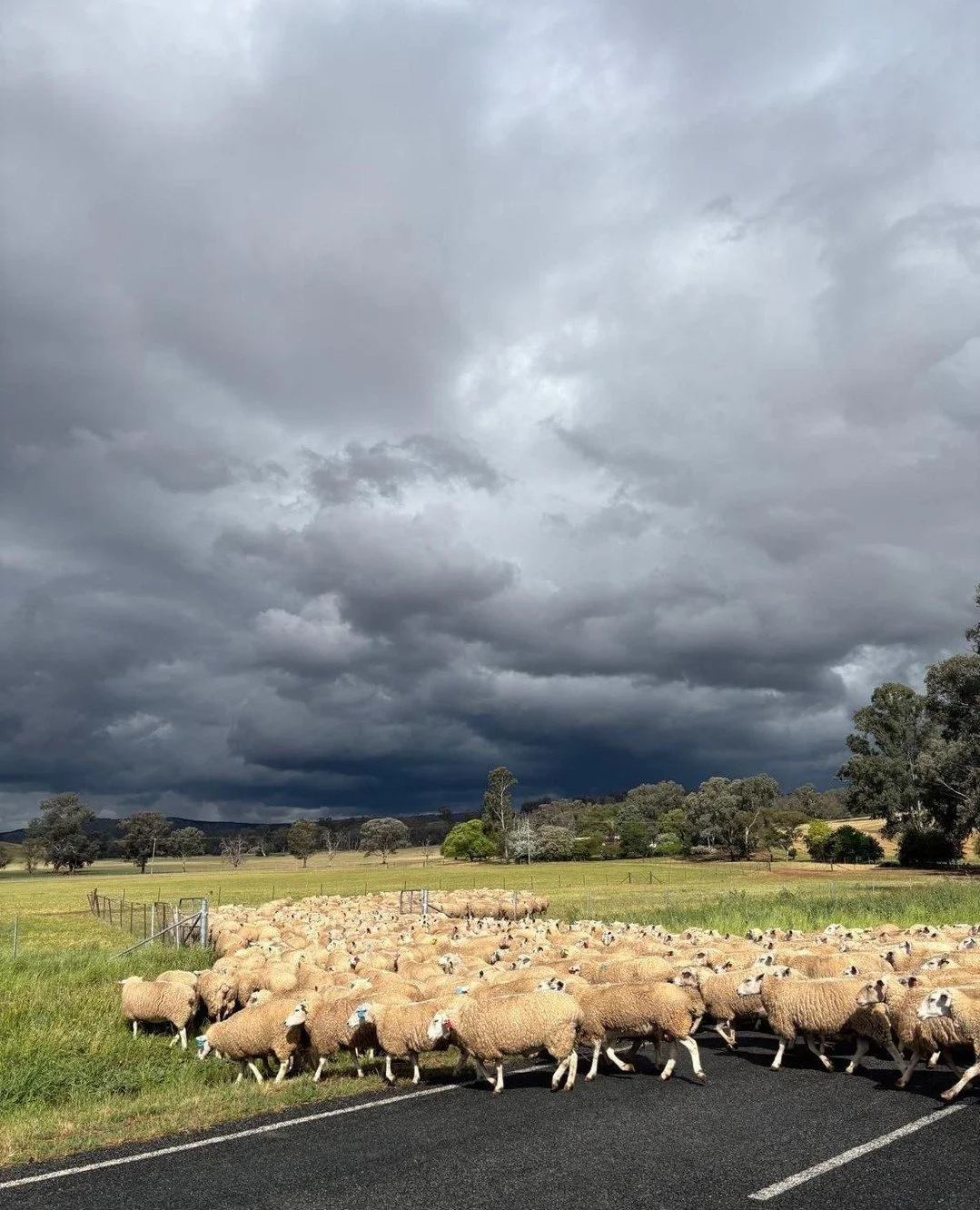 Beautiful scenes across the farm this afternoon.⁠ ☁️🐑⁠
⁠
___________⁠
⁠
#willowsprimegenetics #willowslambgenetics⁠
#willowsfamilyfarm #willowslambs #harpleyfamilyfarming⁠
#harpleygenetics #willowsprimelambs #willowsgenetics⁠
#willowsrams #willowsla