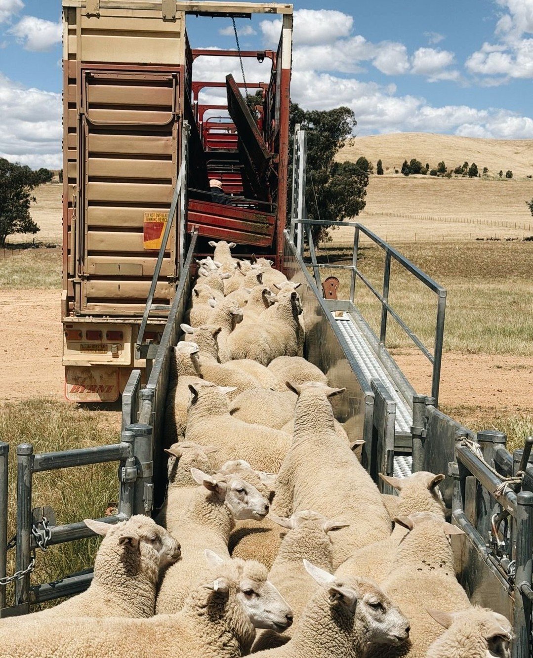 ⁠To wean or not to wean? It&rsquo;s a question we ask every year and the answer always depends on the feed in front of us.⁠ 🌾⁠ ⁠ ⁠
⁠
Recently at Springbank, we weaned 800 lambs straight off mum and onto the truck. They averaged 48kg liveweight, stil