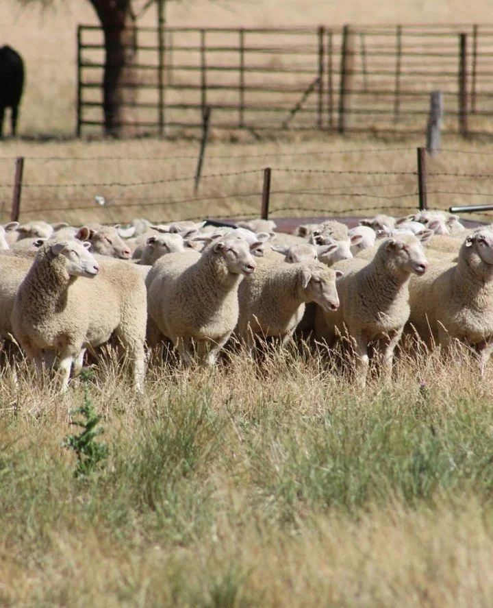 Some of our commercial lambs sold recently on AuctionsPlus. ⁠🐑⁠
⁠
Normally, we&rsquo;d take these through to finishing, but with the season cutting out, we made the call to shift them on.⁠ ⁠
⁠
We put in the work early: inducting lambs post-marking a