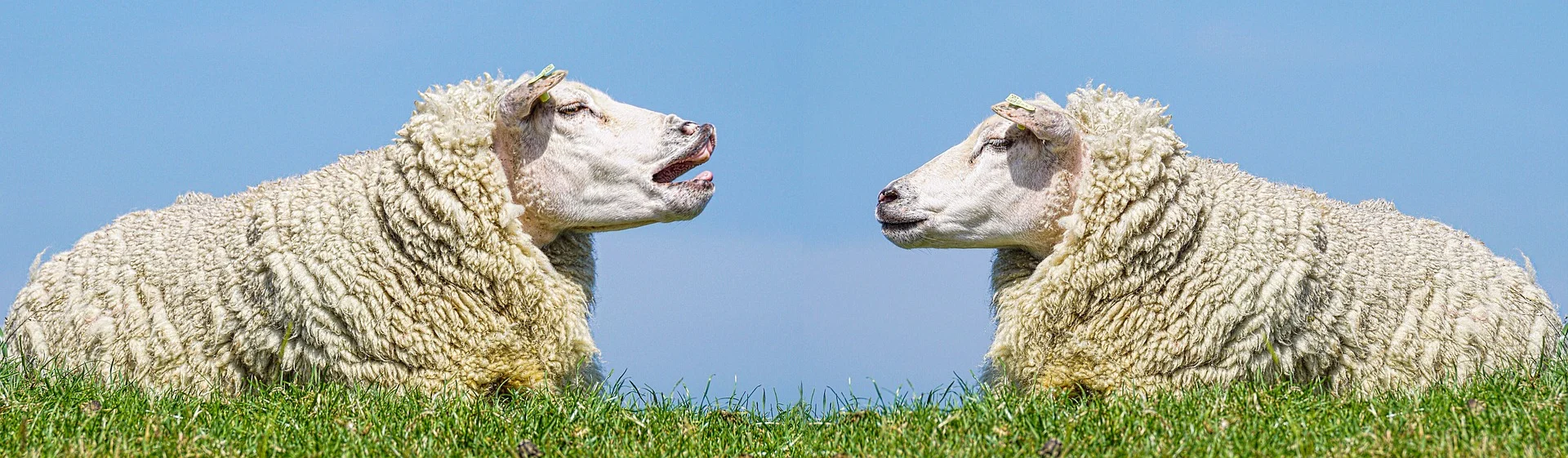 sheep-3557445_1920.jpg