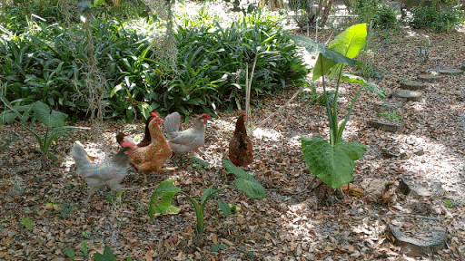 2019-03-07 Chicken Dance.gif
