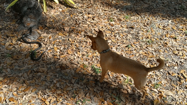 Here’s my pup protecting the chickens instead of chasing them!