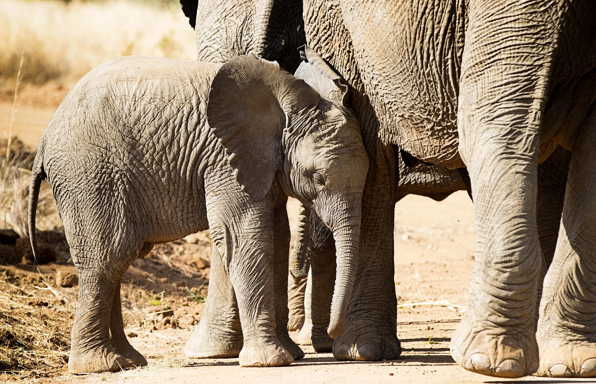 elephant-1169258_1920.jpg